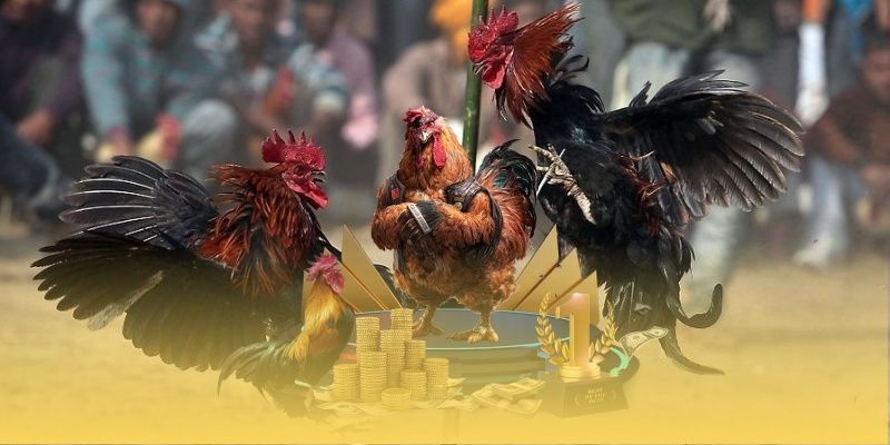 Đá Gà Nòi MMWIN – Khám Phá Sân Chơi Chọi Kê Xanh Chín